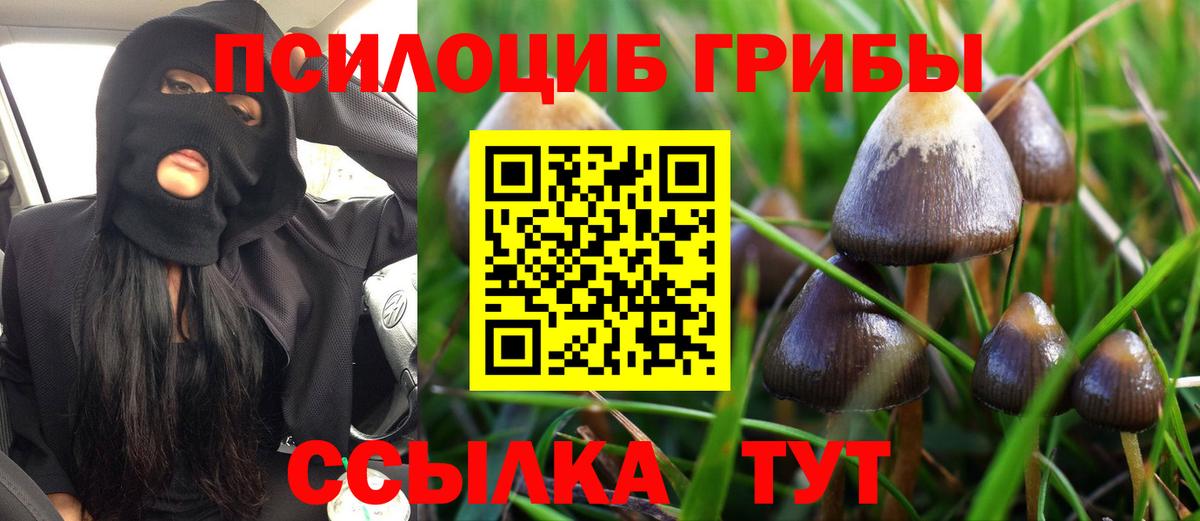 Псилоцибиновые грибы Psilocybe Оренбург
